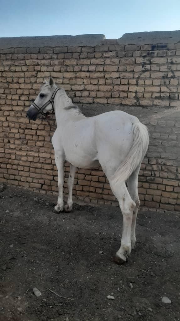 خریداسب پالونی وفروش|اسب و تجهیزات اسب‌سواری|اصفهان, جنیران (لادان)|دیوار