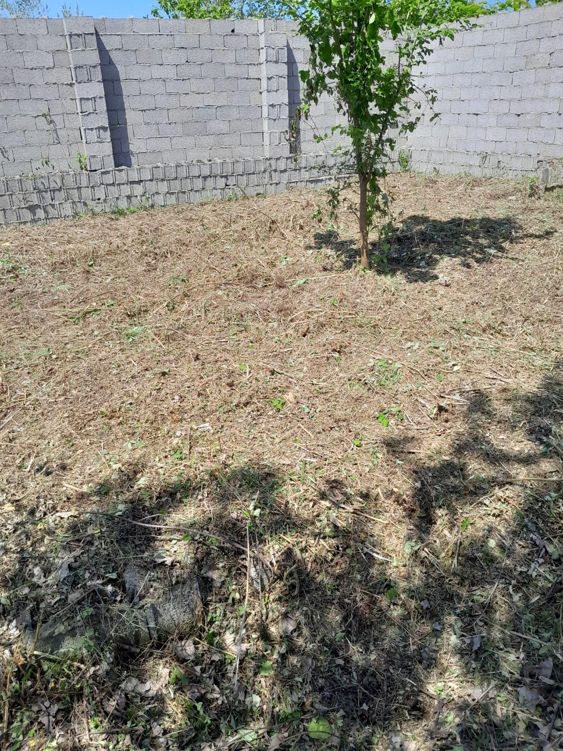 علف زنی وچمن زنی بخصوص  پیربازارنوخاله خمام رشت|خدمات باغبانی و درختکاری|رشت, فخب|دیوار