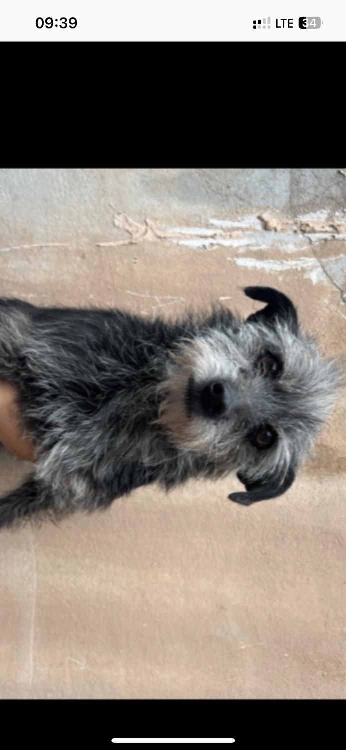 ۲میلیون مژدگانی برای یابنده|حیوانات|سبزوار, ابوریحان|دیوار