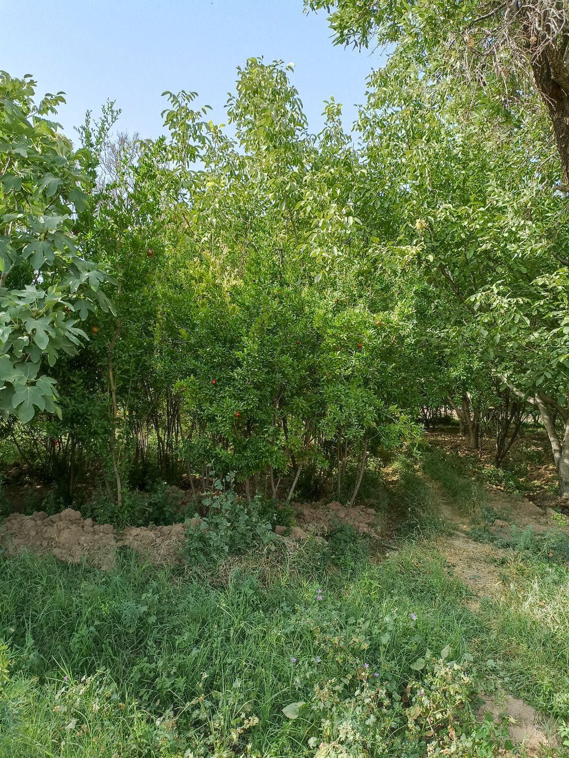 باغ ویلای سرسبز به متراژ 3900 متر غرق آباد نوبران|فروش خانه و ویلا|قم, صفائیه|دیوار