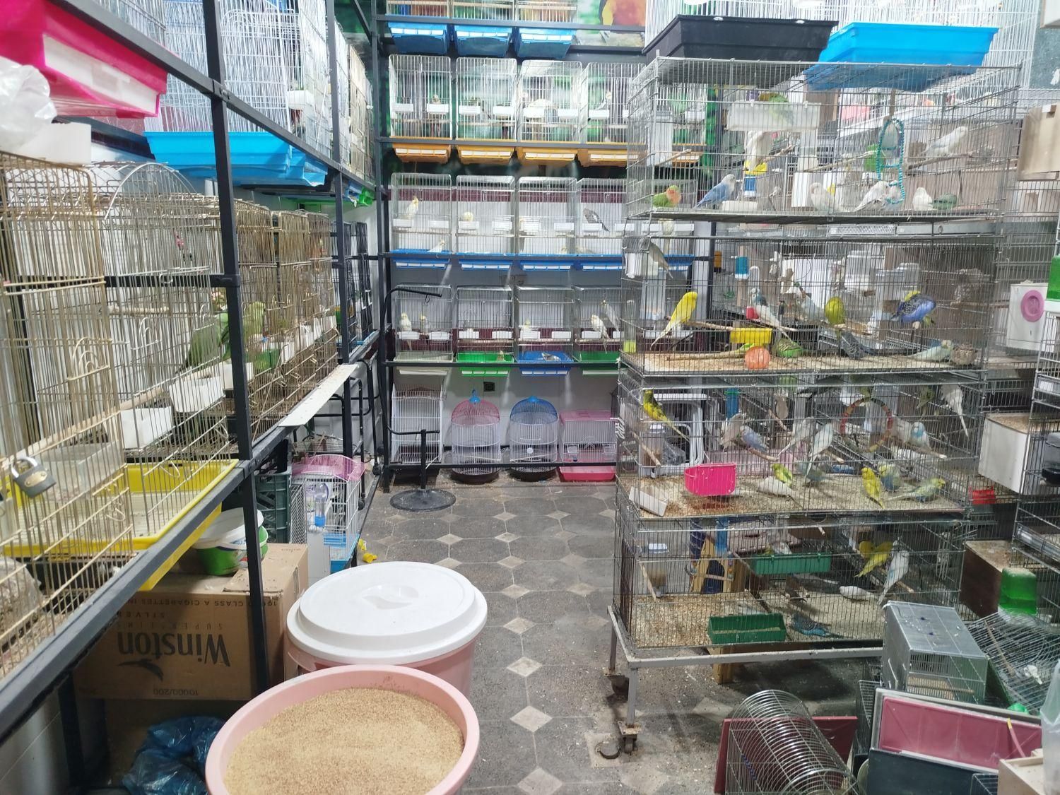 کاسکو راهب ملنگو گرینچیک عروس برزیلی مینا سهره|پرنده|همدان, |دیوار