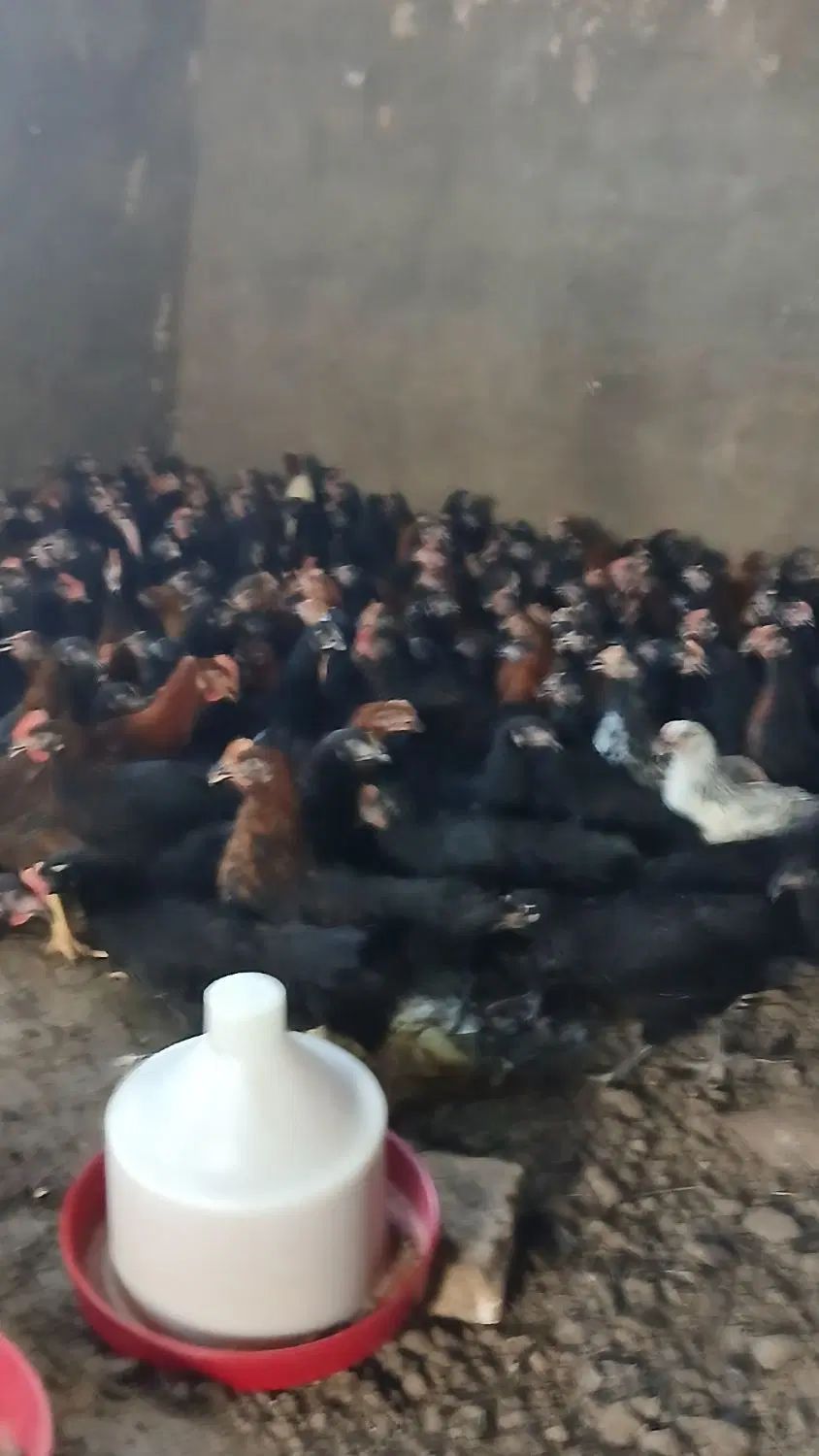 طاقچه ۱۰۰ روزه + جهادی گلپایگان مشکی بلک استار|حیوانات مزرعه|مشهد, تبادکان|دیوار