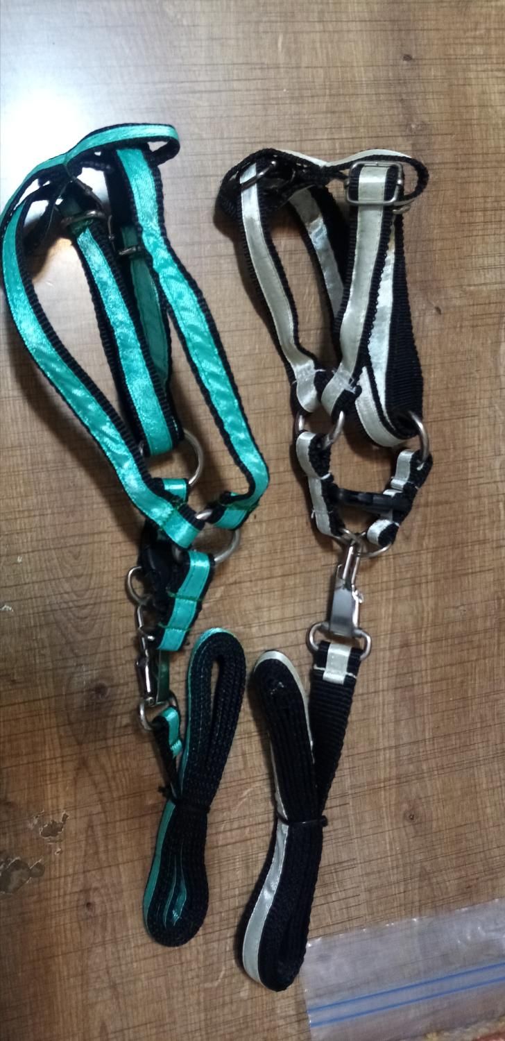 قلاده سگ|لوازم جانبی حیوانات|ارومیه, |دیوار