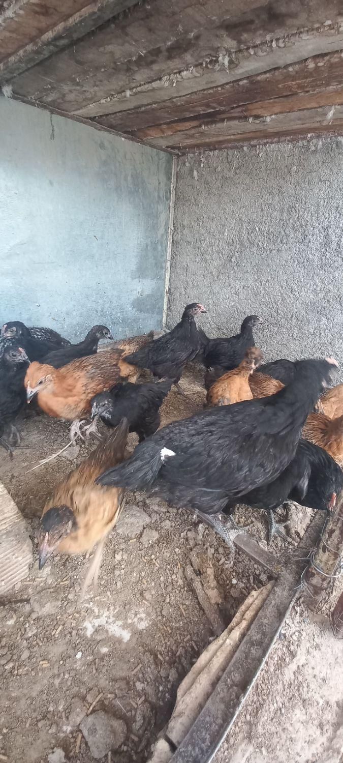 جوجه|پرنده|نجف‌آباد, گلدشت|دیوار