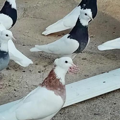 کبوتر|پرنده|کنارک, |دیوار