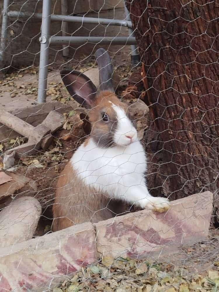 خرگوش کوچولو|موش و خرگوش|دزفول, |دیوار