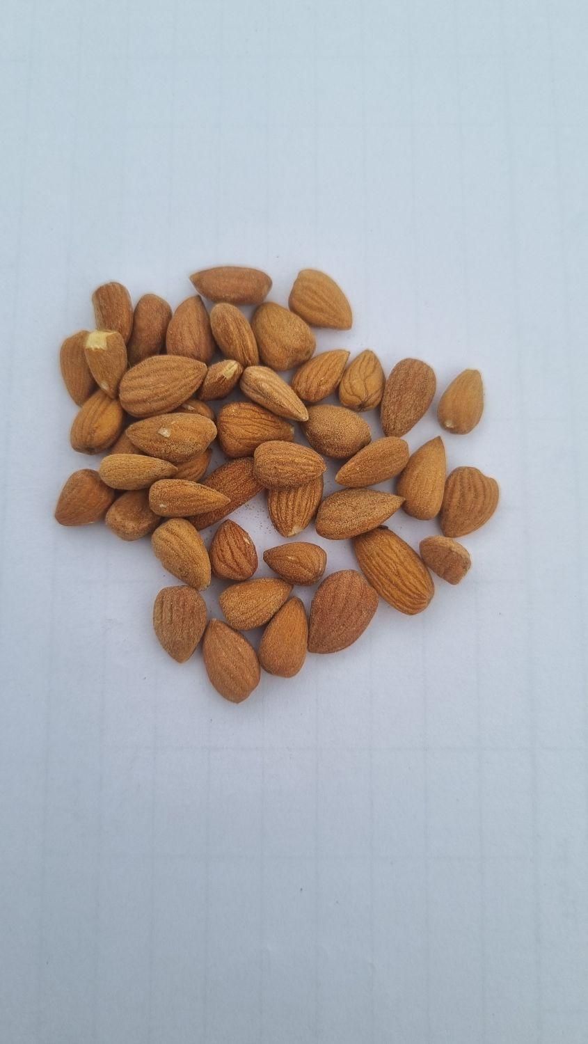 مغز بادام تلخ کوهی روغن گیری|عمده‌فروشی|تهران, شهرک امیرالمومنین|دیوار