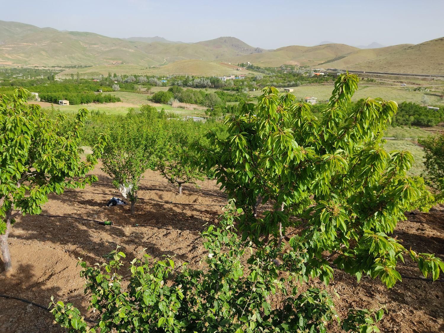 زمین کشاورزی 1900متری در روستای قلیان|فروش زمین و ملک کلنگی|سنندج, |دیوار