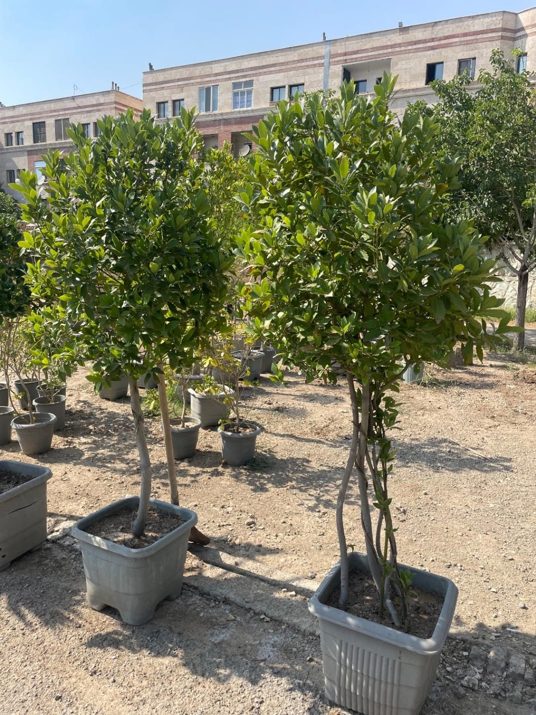 درخت برگ بو (پایه دار)|گل و گیاه طبیعی|تهران, مجیدآباد|دیوار