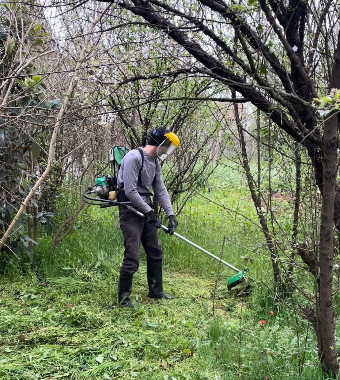 هرس وعلفتراشی|خدمات باغبانی و درختکاری|سیاهکل, |دیوار