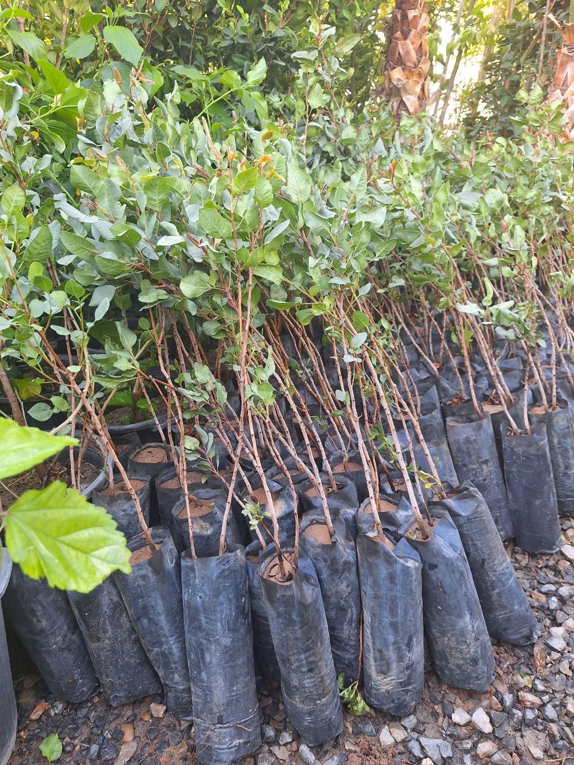 نهاع پسته درشت|خدمات باغبانی و درختکاری|فلاورجان, |دیوار