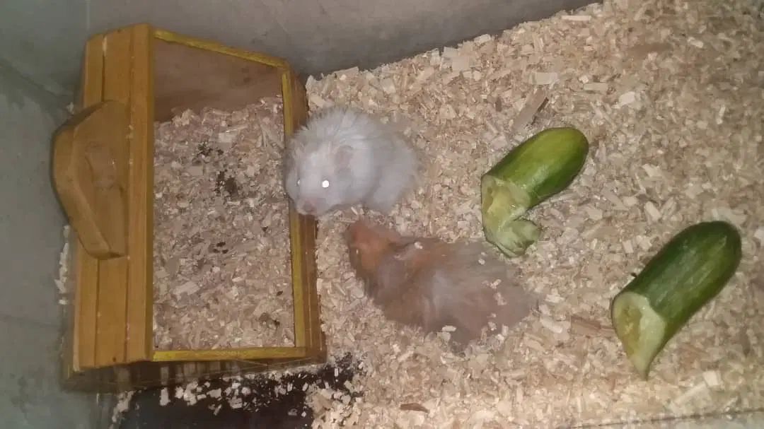 همستر|موش و خرگوش|اصفهان, ارغوانیه|دیوار