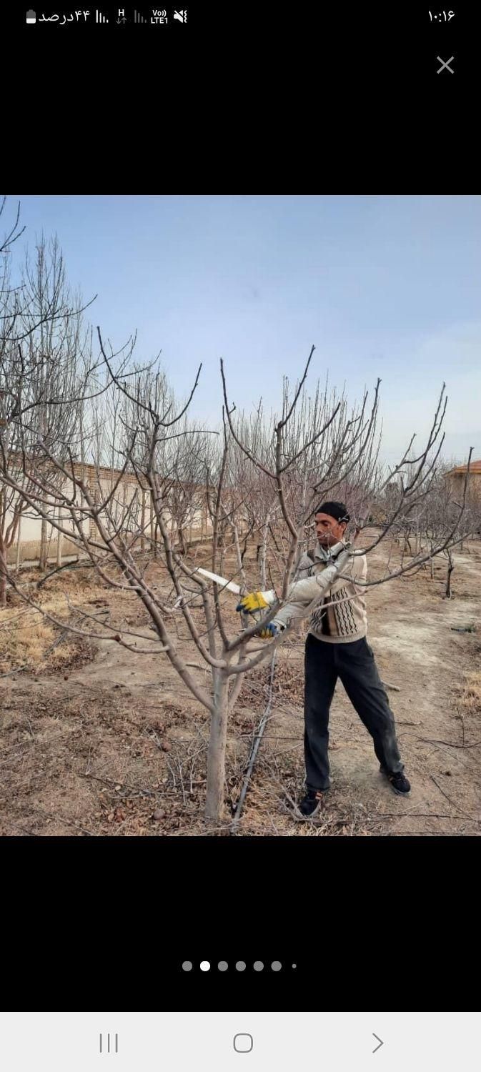 سمپاشی وباغبانی درکل نقاط تهران(سم سوسک وساس )|خدمات باغبانی و درختکاری|تهران, مهران (سیدخندان)|دیوار