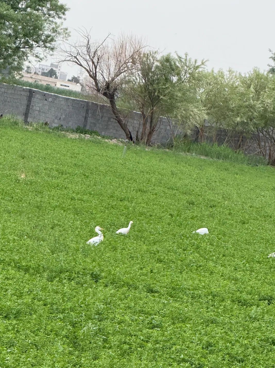 زمین ۴ دیواری ۱۰۰۰ متری دوبر  قابل معاوضه با خودرو|فروش زمین و ملک کلنگی|اسلام‌شهر, شهرک واوان|دیوار