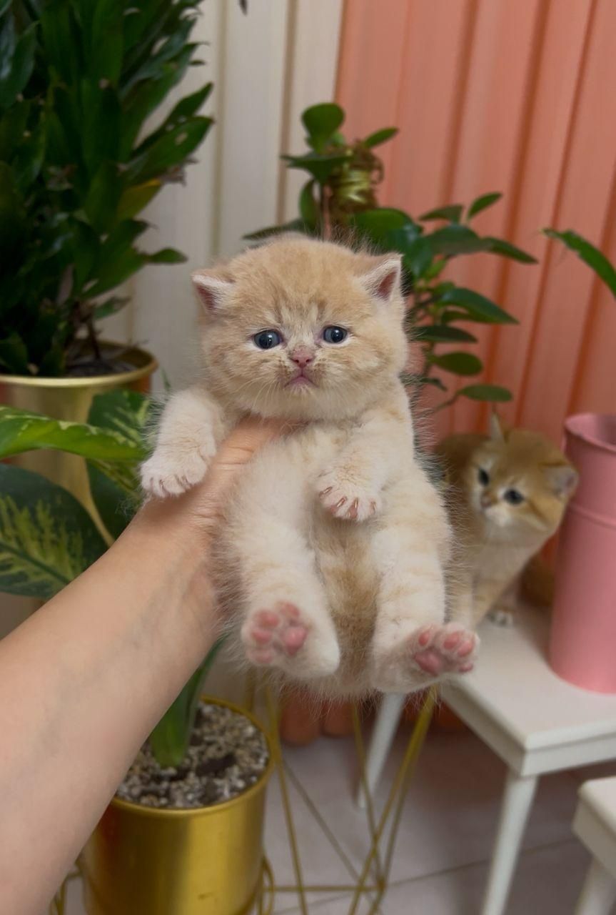 بچه گربه های کیوت میوت شیراز|گربه|شیراز, طلاب|دیوار