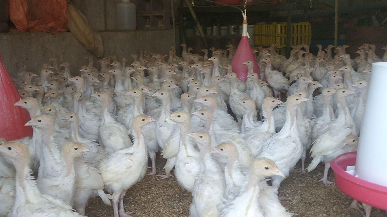 ارزانسرای جوجه محلی مرغ بوقلمون|حیوانات مزرعه|زابل, |دیوار