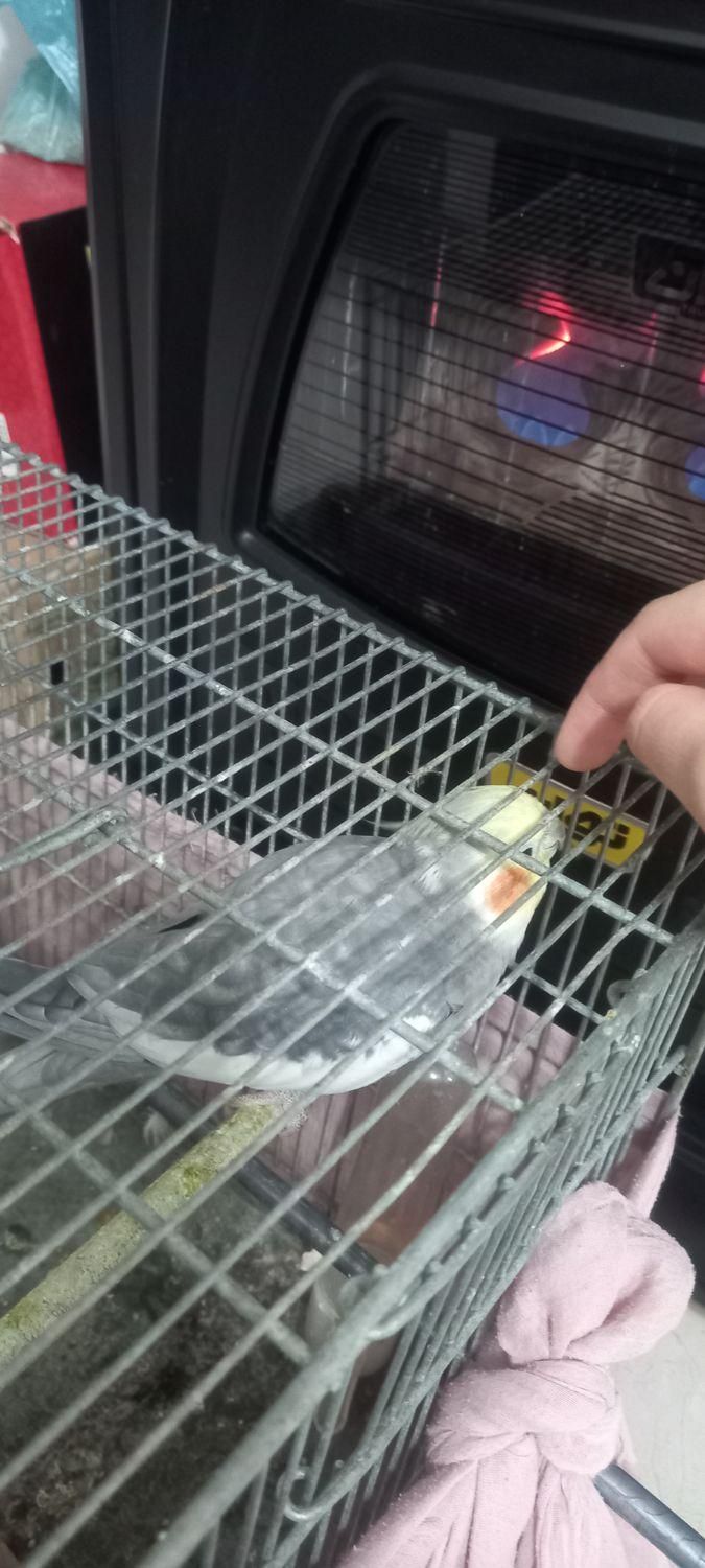 عروس هلندی نر|پرنده|سنگر, |دیوار