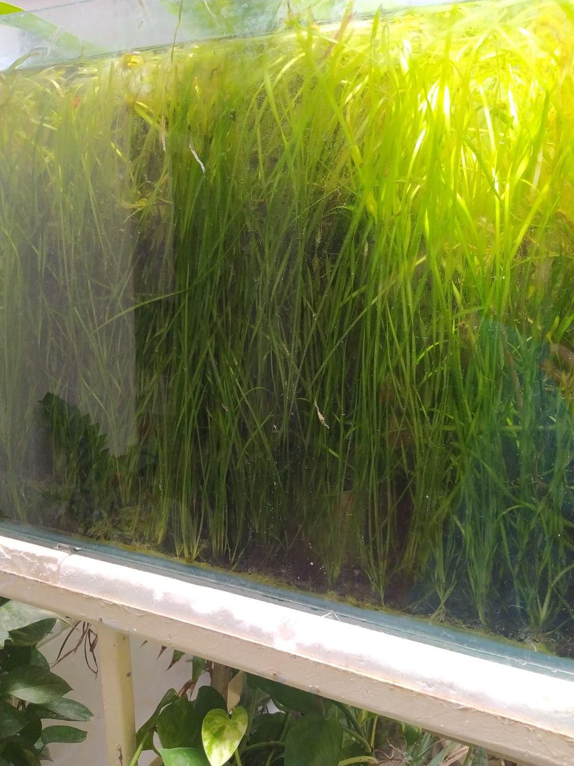 گیاه گندومی|ماهی|اصفهان, قهاب جنوبی|دیوار
