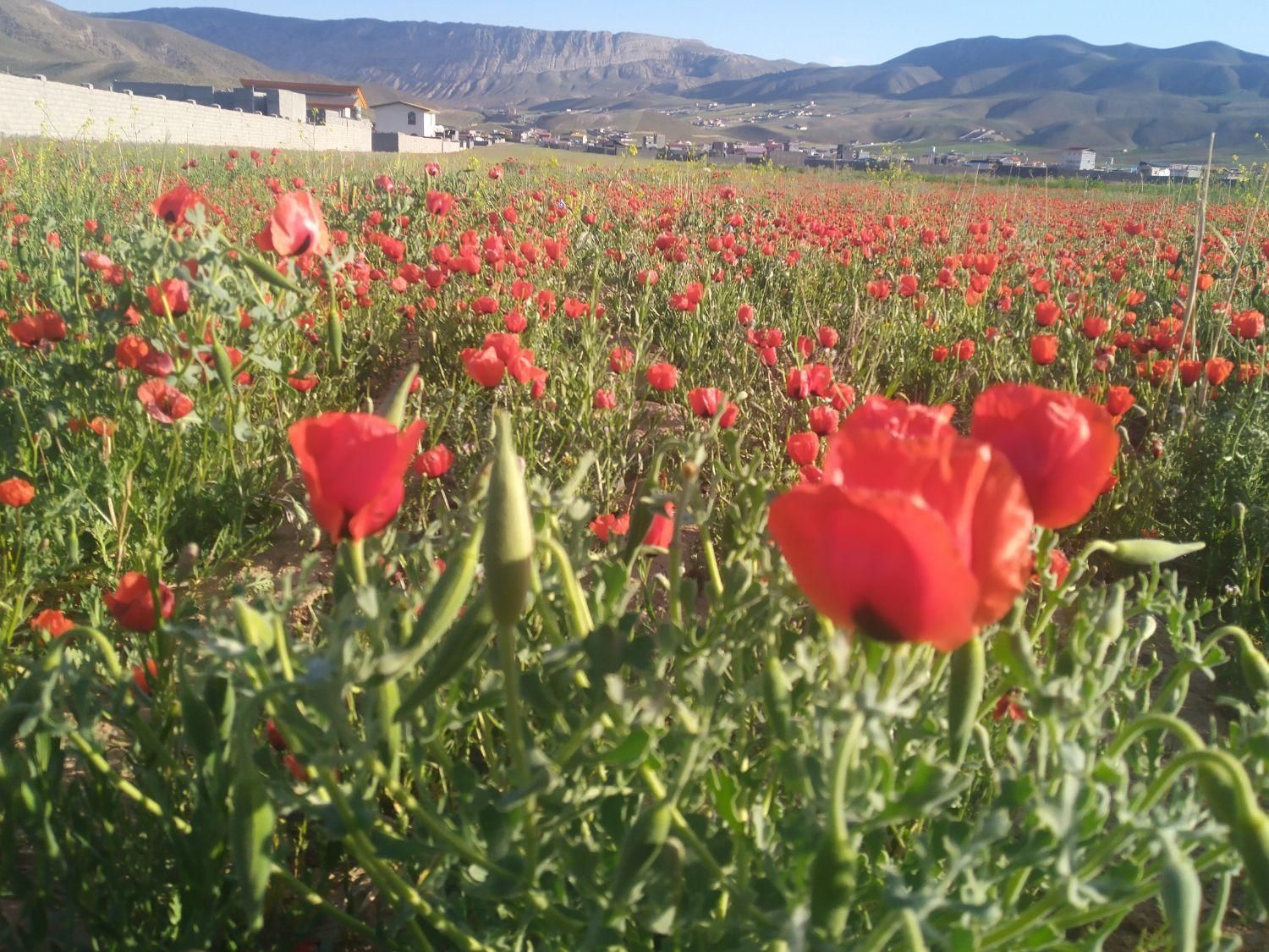 ۴۰۰ متر دشت1 دره گوندی گرمابسرد دماوند تهرانپارس|فروش زمین و ملک کلنگی|تهران, تهرانپارس شرقی|دیوار