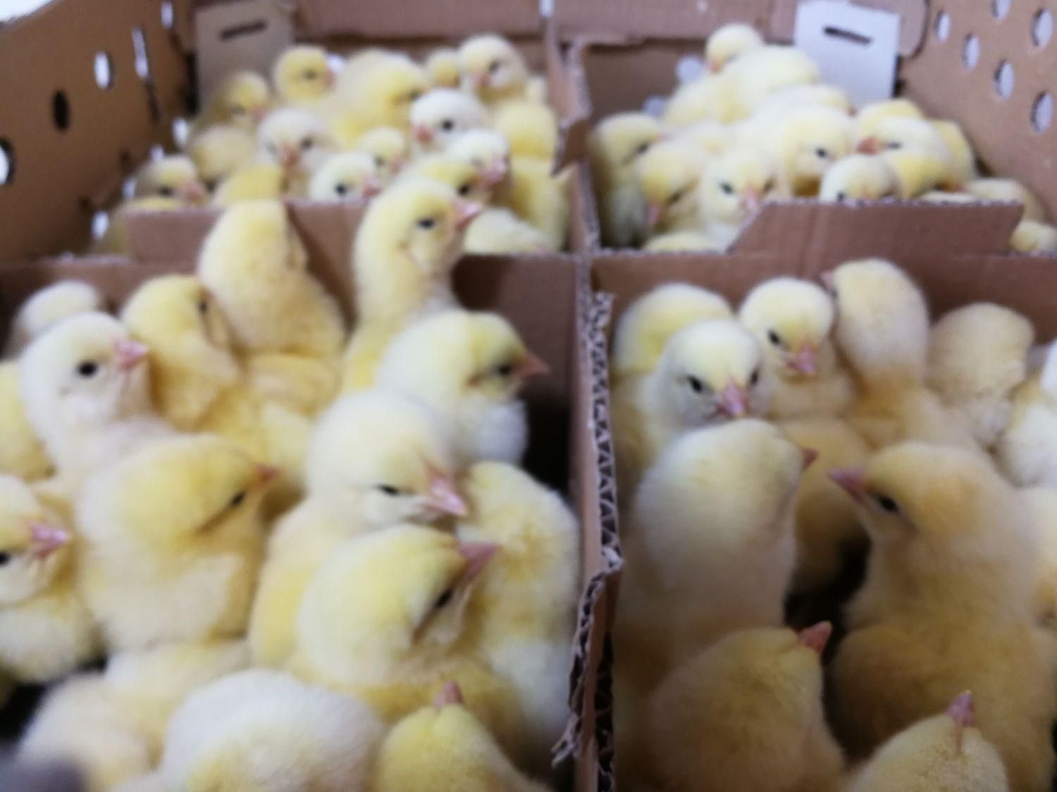 جوجه گوشتی نژاد راس|حیوانات مزرعه|لاهیجان, کوی خزر|دیوار