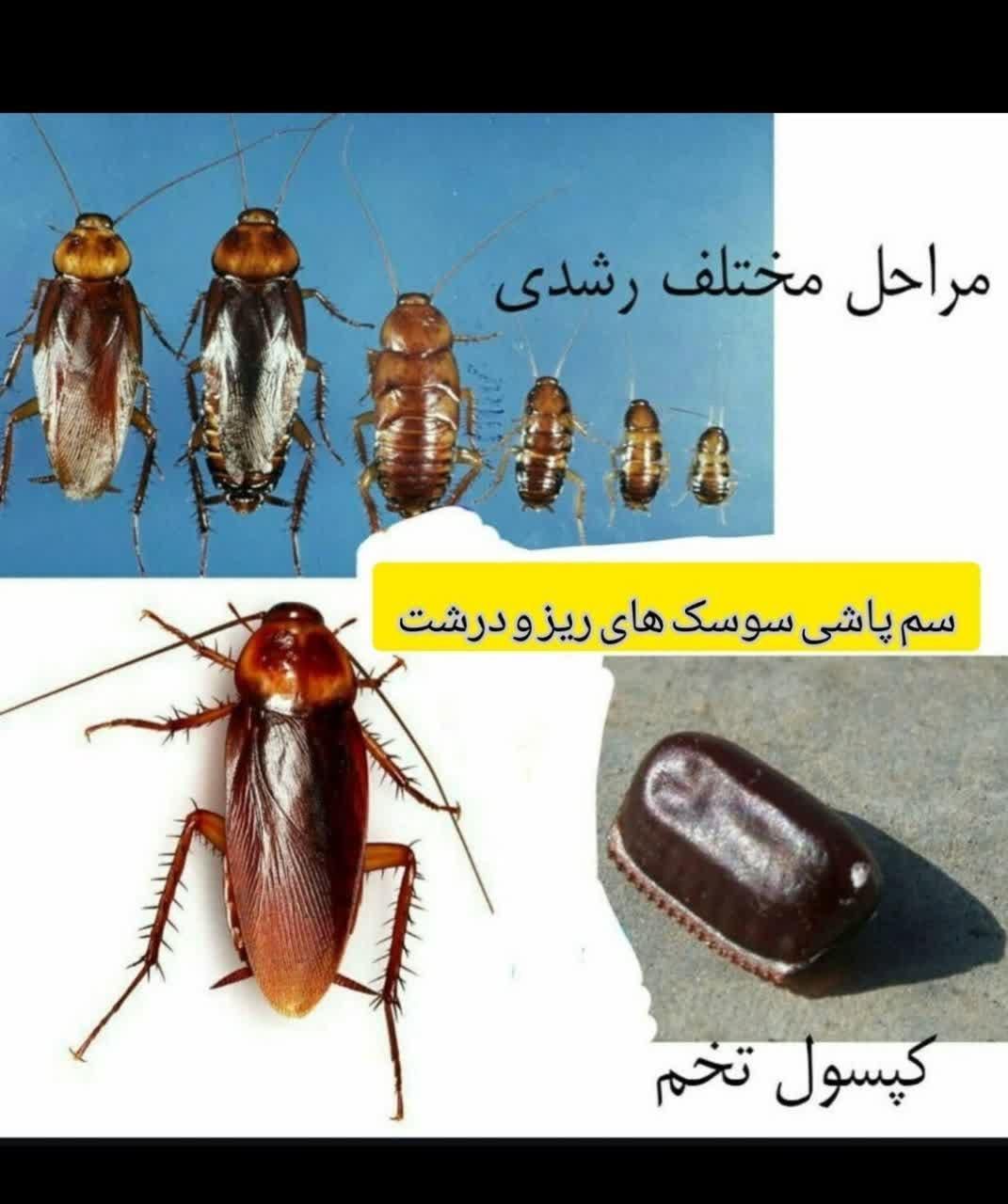 (شرکت سمپاشی تضمینی با32سال سابقه سم پاشی)|خدمات نظافت|زاهدان, |دیوار