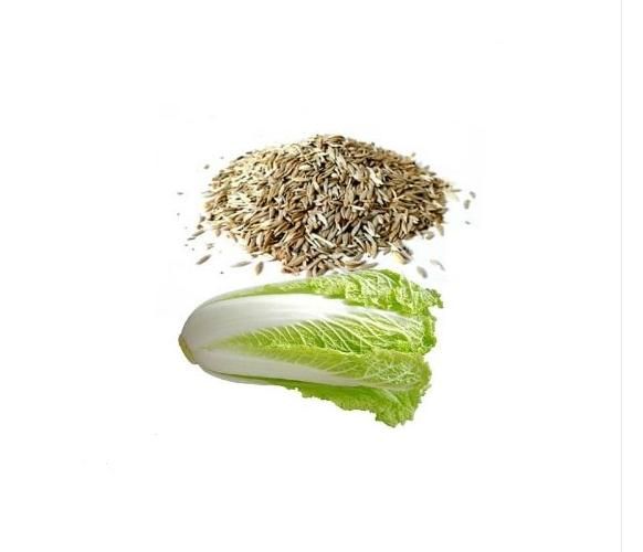 بذر کاهو برداشت امسال|گل و گیاه طبیعی|فسا, |دیوار