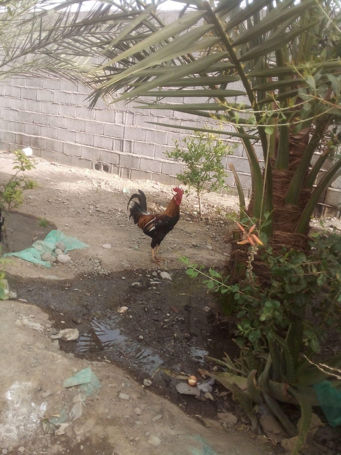 خروس دو رگ|پرنده|بلوک, |دیوار