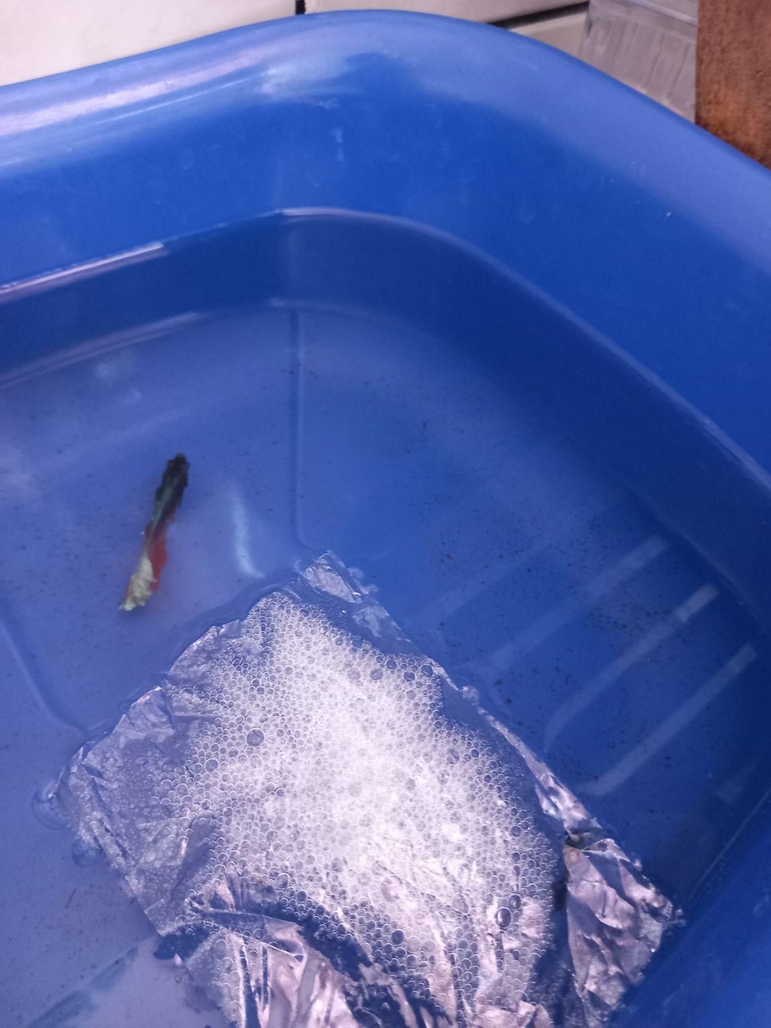 ماهی زینتی با قیمت باور نکردنی|ماهی|لردگان, |دیوار