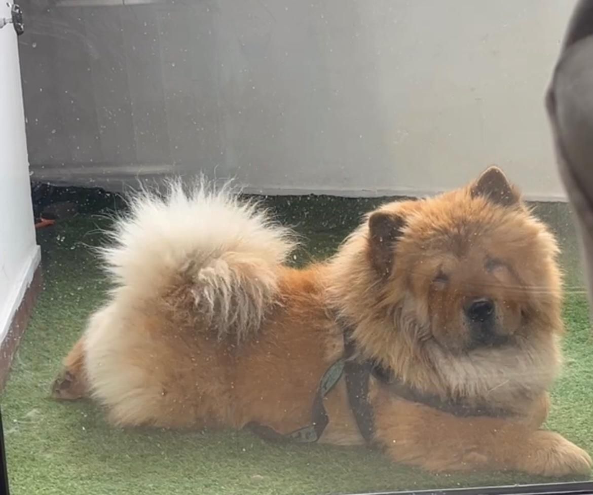 چاو چاو پرتقالی با پنچه های شاه توله|سگ|رشت, معلم|دیوار