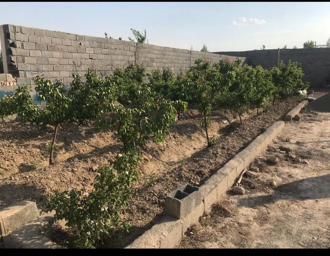 250 متر باغچه با نهال های جوان در منطقه شهریار|فروش دفتر صنعتی، کشاورزی، تجاری|فردوسیه, |دیوار