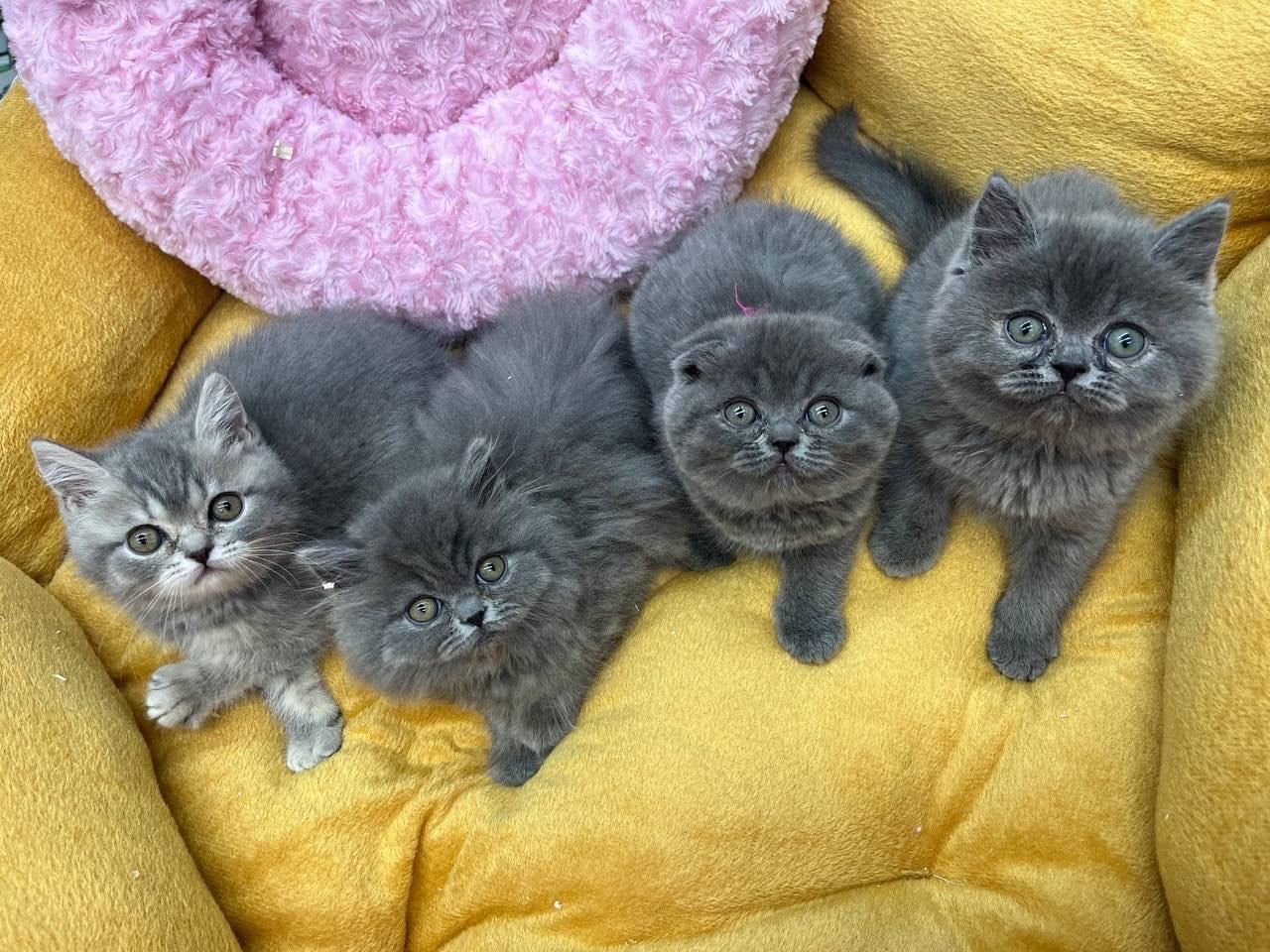 گربه بریتیش|گربه|زنجان, |دیوار