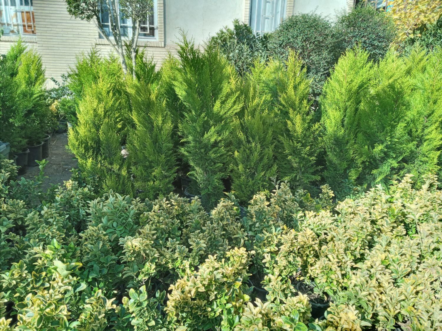 کاج لاوسون|گل و گیاه طبیعی|تهران, تهرانسر شرقی|دیوار