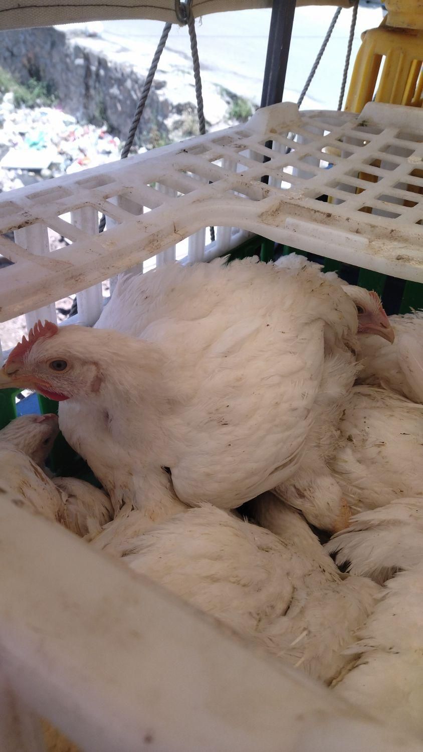 مرغ گوشتی|حیوانات مزرعه|نقده, |دیوار