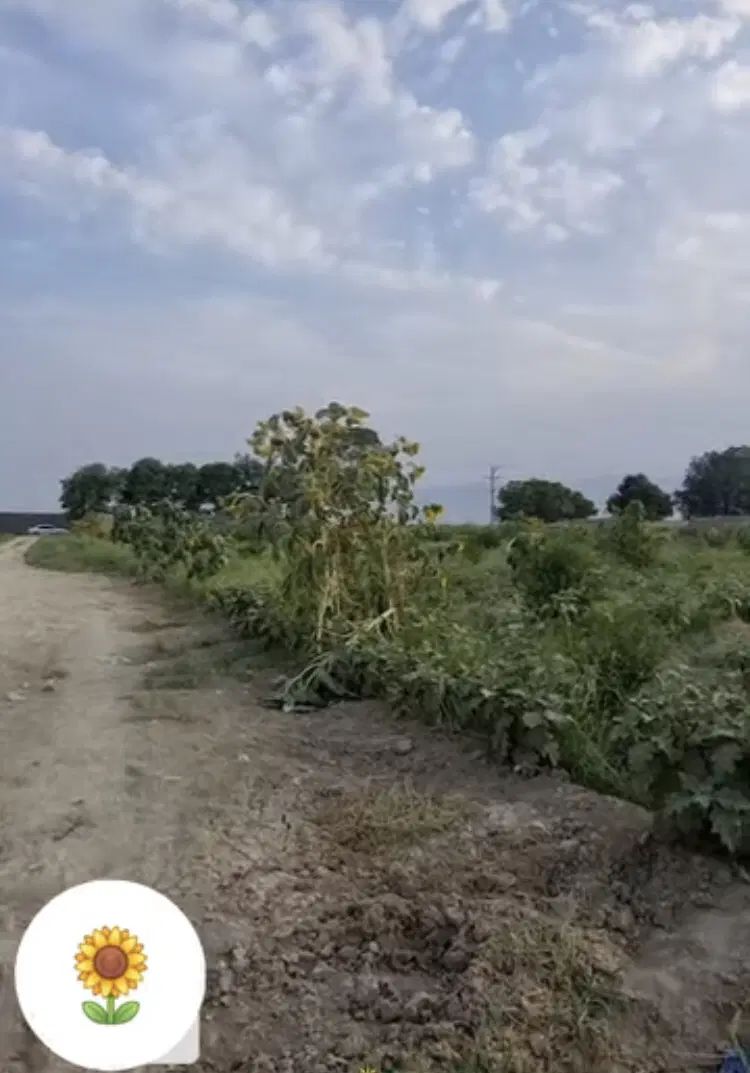 باغ انار واقع درجاته قدیم ساوه قم روستای دالستان|فروش خانه و ویلا|قم, امامزاده ابراهیم|دیوار