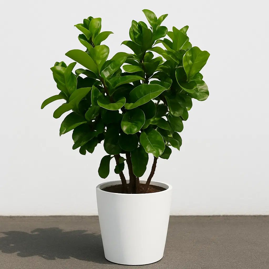 استخدام کارگر ساده برای مغازه گل فروشی|استخدام خدمات فروشگاه و رستوران|تهران, حکمت|دیوار