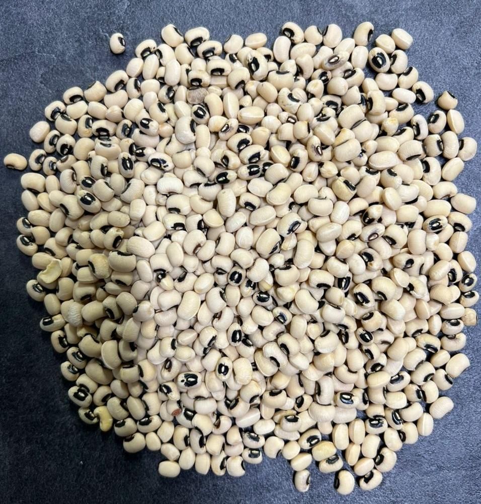 فروش انواع لوبیا قرمز - چیتی - چشم بلبلی - سفید|عمدهفروشی|ری, منصوریه منگل|دیوار