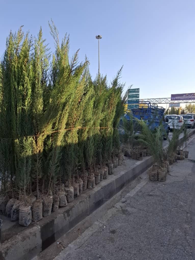 سرو شیراز|گل و گیاه طبیعی|فلاورجان, |دیوار