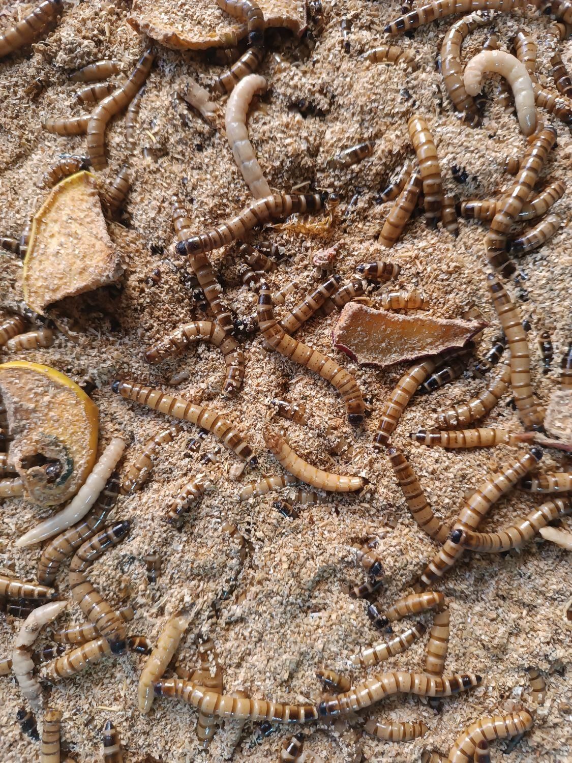 کرم میل ورم|لوازم جانبی حیوانات|شیراز, وصال|دیوار