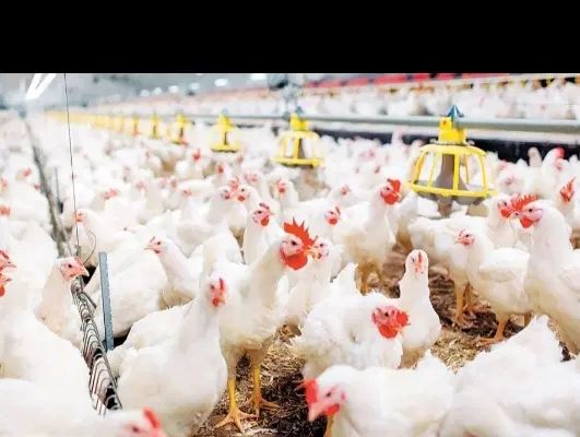استخدام شاگردماهر برای کارگاه مرغ فروشی|استخدام خدمات فروشگاه و رستوران|سراوان, |دیوار