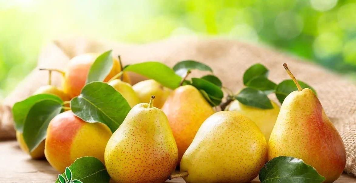 توزیع درخت گلابی کنکورد مقاوم بصورت گلدانی|خدمات باغبانی و درختکاری|هشتگرد, |دیوار