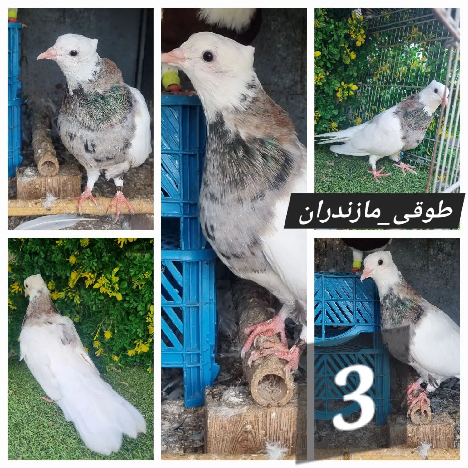 کبوتر طوقی کاکلی پاپر مازندران توضیحات بخون|پرنده|آمل, |دیوار