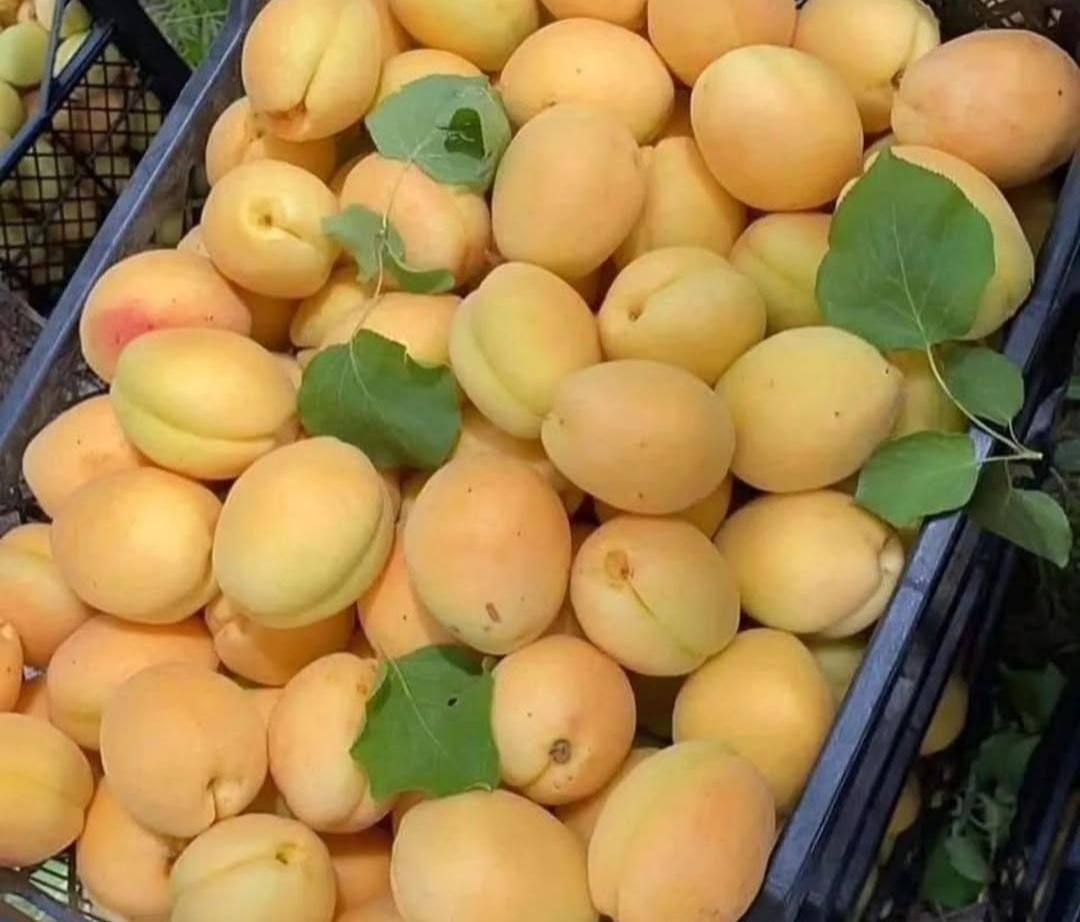 تعداد۱۰۰ اصله نهال گلدانی زرد الوسه ساله فروش یکجا|خدمات باغبانی و درختکاری|شیراز, درکی|دیوار