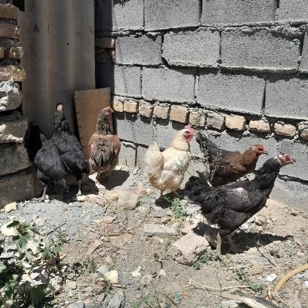 مرغ|پرنده|مشهد, آبکوه|دیوار