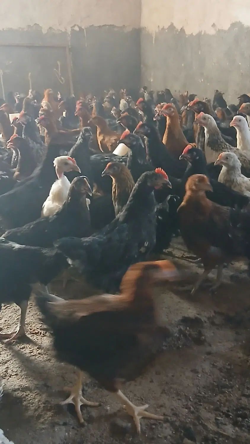 طاقچه ۱۰۰ روزه + جهادی گلپایگان مشکی بلک استار|حیوانات مزرعه|مشهد, تبادکان|دیوار
