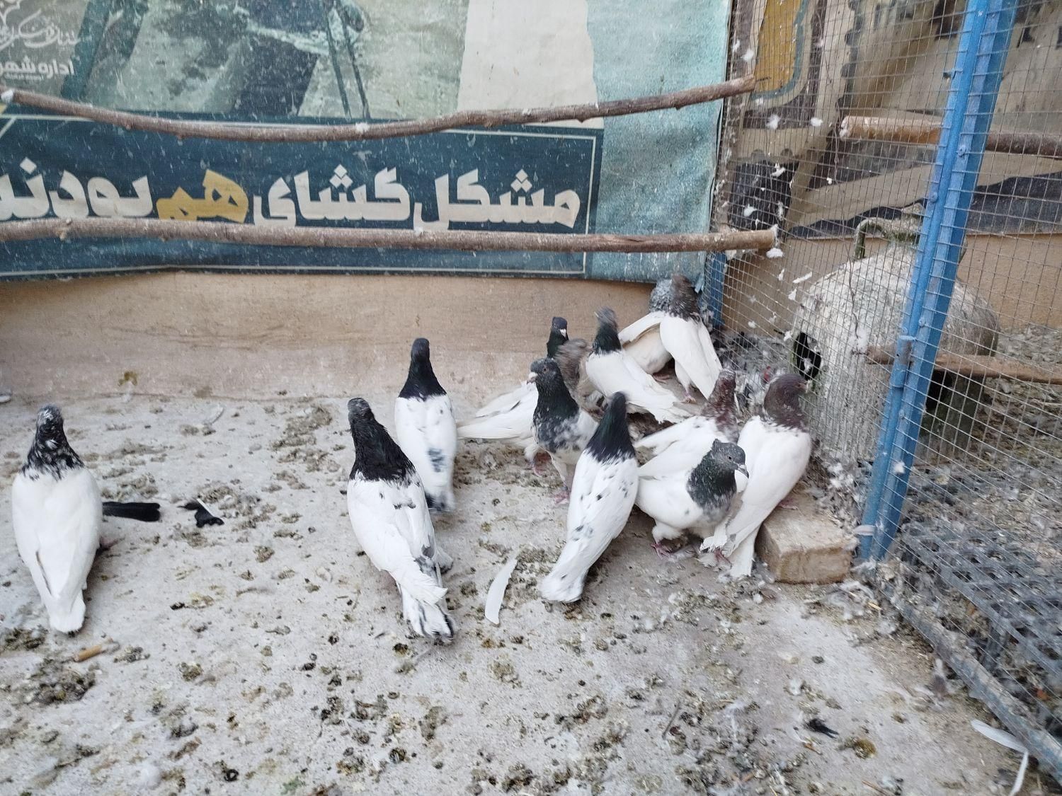 کبوتر کله ای|پرنده|اصفهان, ارغوانیه|دیوار