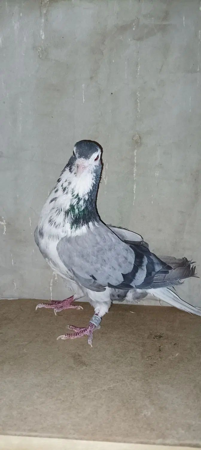 ک  ف  ت  ر|پرنده|اصفهان, نصرآباد|دیوار