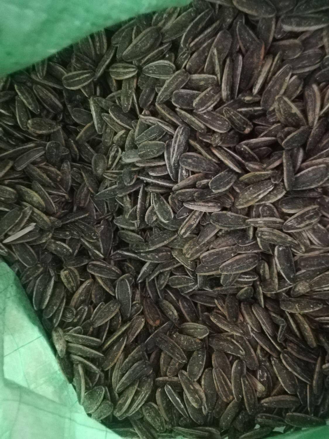 پخش تخمه ایرانی خارجی|خوردنی و آشامیدنی|کرج, میدان میوه و تره بار مرکزی|دیوار