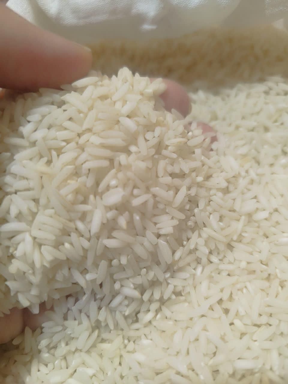 برنج ایرانی، بی واسطه از شالیکار بخرید|خوردنی و آشامیدنی|مشهد, عبادی|دیوار