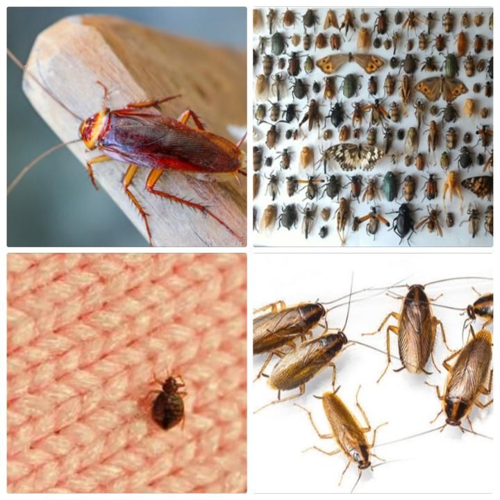 سمپاشی با ضمانت کتبی دریک مرحله سم پاشی ساس ،سوسک|خدمات نظافت|تهران, افسریه شمالی|دیوار