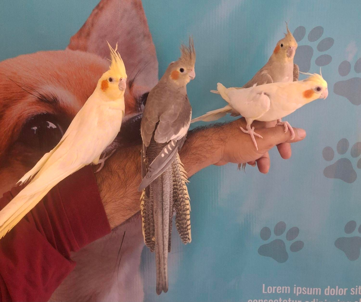 جوجه های عروس هلندی رام و دستی چلوندنی 2 ماهه|پرنده|تهران, تهرانپارس شرقی|دیوار